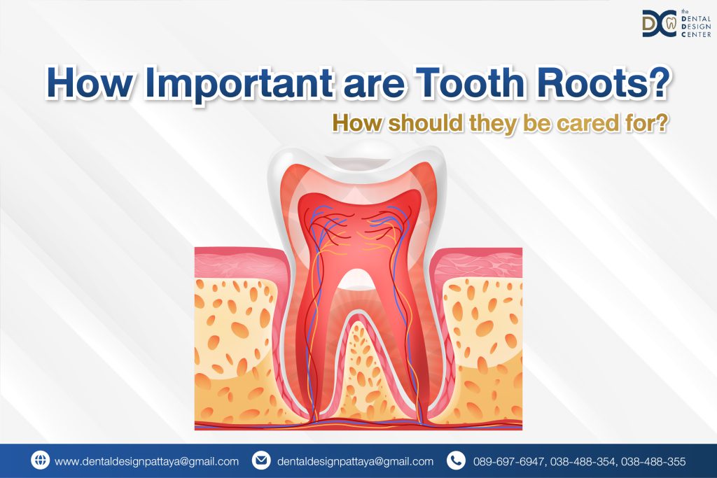 Anatomy of a tooth root – educational dental graphic by The Dental Design Center Pattaya