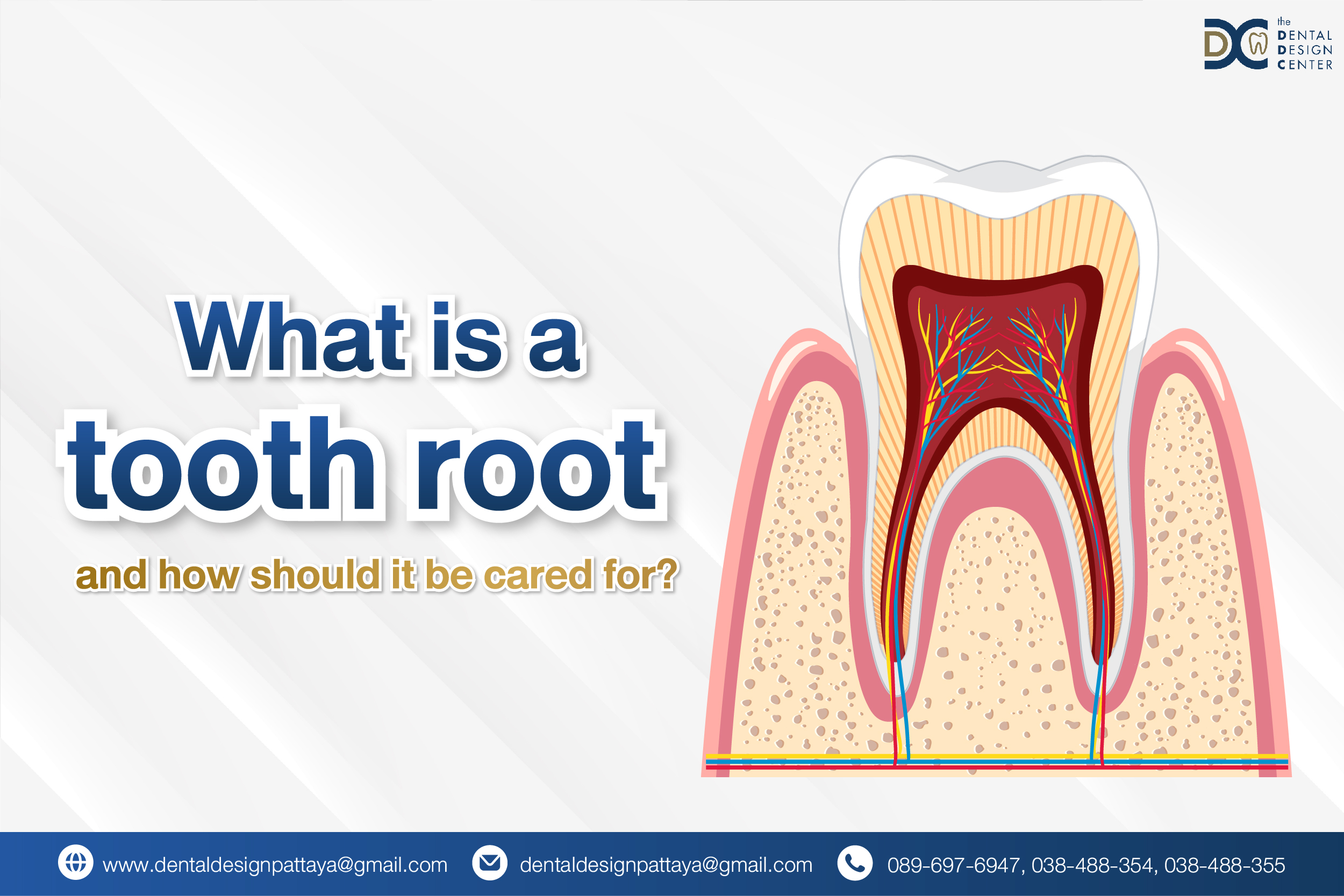 tooth root anatomy and dental care tips by Dr. Ken Kasidis – dentist Pattaya